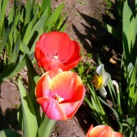 Цветы :: Роман Савоцкий