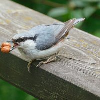 Поползень :: Лина 