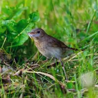 на десерт :: Виталий Емельянов
