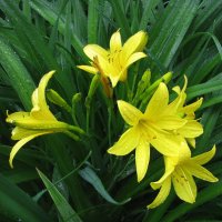 Лилейник цветёт :: Людмила Смородинская