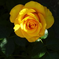 Жёлтая  роза Пакайя :: Валентин Семчишин