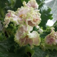 Фиалка :: Елена Семигина