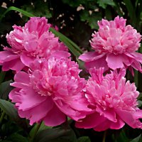 Пионы :: Елена Семигина Пионы :: Елена Семигина