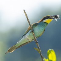 щурки :: юрий макаров щурки :: юрий макаров