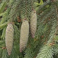 Шишечки зелёные. :: Вячеслав. Синицын