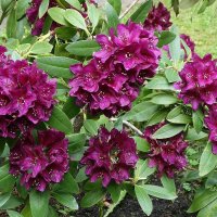 Рододендрон :: Рита Симонова