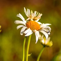 Ромашка белая... :: Лилия *
