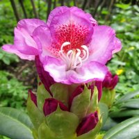 Рододендрон :: Ольга Довженко