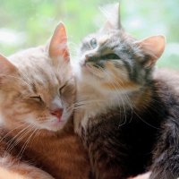 Сладкая парочка :: Сергей Кочнев