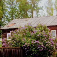 Сирень :: Сергей Кочнев