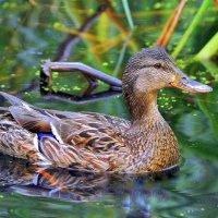В зарослях... :: Анатолий Анищик