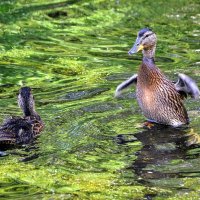 Малыши.... :: Анатолий Анищик Малыши.... :: Анатолий Анищик
