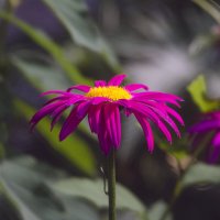 Одинокая алая ромашка :: Lyubov Busova