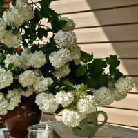 Дачные посиделки. :: Галина Левина