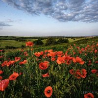 Маки приэлбрусья :: Сергей 