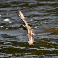 Вираж над водой :: Сергей Шаврин