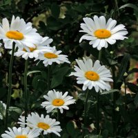 Ромашки :: ivolga 