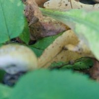 -- :: Александр Малюгин