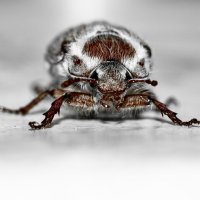 May Bug | 9 :: Sergey Sonvar