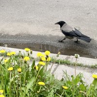 Будни вороны. :: Виктор Орехов