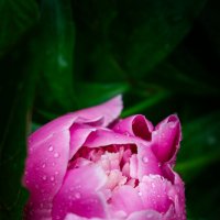 Пион :: Светлана Мишенёва