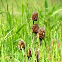 достоялся до лета :: Cветлана Свистунова