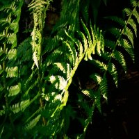 Летние этюды 28 :: Алексей Кузнецов