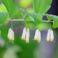 ... :: Владимир иванов