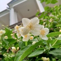 Чубушник :: Сапсан 