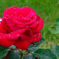 Роза под дождём. :: Милешкин Владимир Алексеевич Роза под дождём. :: Милешкин Владимир Алексеевич