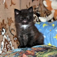 Кузенька смеётся! :: Восковых Анна Васильевна Кузенька смеётся! :: Восковых Анна Васильевна