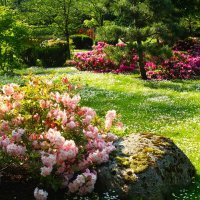 Цветение рододендронов в Японском саду Кадриорга :: Aida10 