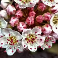 Пузыреплодник калинолистный (физока́рпус) :: Veera V