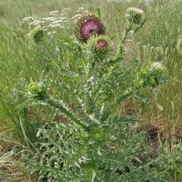 Колючий,но красивый :: Андрей Хлопонин Колючий,но красивый :: Андрей Хлопонин