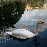 Лебедь :: Ольга 