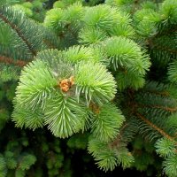 Хвоя :: Роман Савоцкий