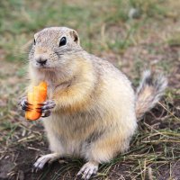 Гурман :: Василий 