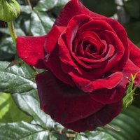 Бархатная роза :: Валентин Семчишин Бархатная роза :: Валентин Семчишин