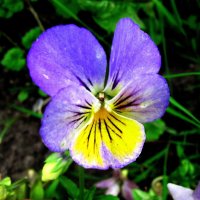 Нежная красотка :: Людмила Смородинская Нежная красотка :: Людмила Смородинская