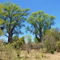 Баобабы Зимбабве :: Игорь Матвеев 