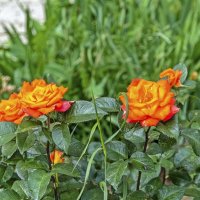 Розы расцветают :: Валерий Иванович Розы расцветают :: Валерий Иванович