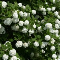 Весна в Ботаническом... :: Наташа *****