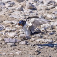 ласточка :: юрий макаров