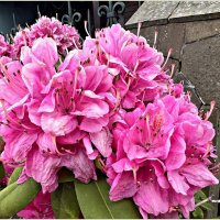 Рододендрон. :: Валерия Комова