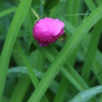 .... :: Владимир иванов