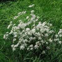 Купырь лесной :: Рита Симонова