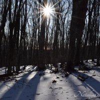 Природа Крыма :: Amazing Cosmea