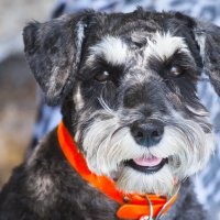 Портрет :: Светлана Тихонина