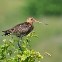 Веретенник :: Александр 