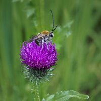Пчела и колючка :: Эдуард Куклин Пчела и колючка :: Эдуард Куклин